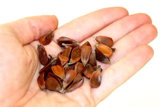 bonsai-seeds